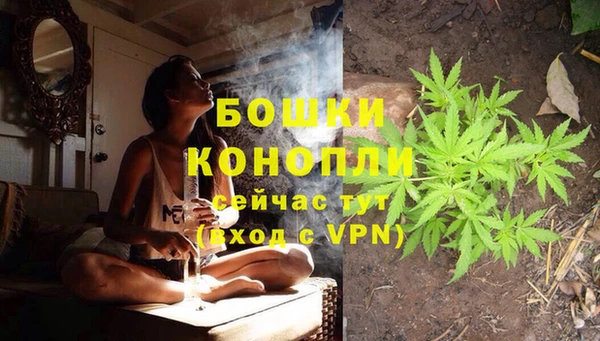 прущие грибы Аркадак